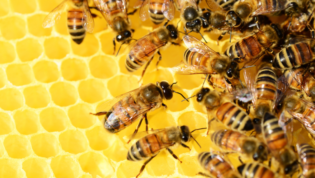 Comment faire cicatriser une plaie avec du miel ?