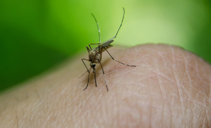 Que faire en cas de piqûre d'insecte ?